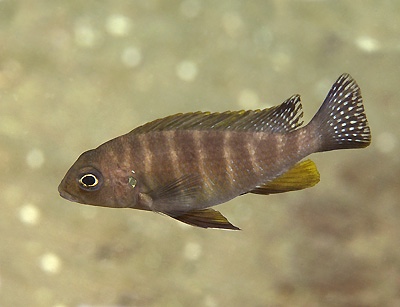 Pseudotropheus sp. 'perspicax hara' Gallireya Reef
